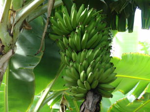 Imagem de Banana Prata-Anã