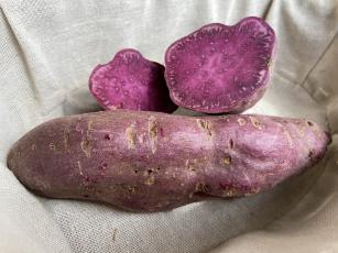 Imagem de Batata-doce de polpa roxa BRS Cotinga