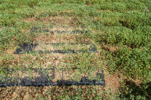 Imagem de Cobertura plástica do solo no cultivo de mandioca de mesa no Cerrado do Brasil Central