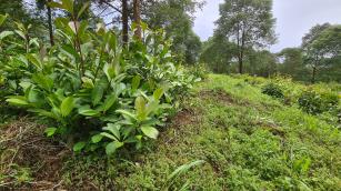 Imagem de CEVAD Campo - Sistema de cultivo de erva-mate em alta densidade no campo