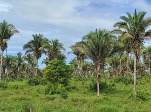 Imagem de MacView - identificação e contagem de palmeiras macaúba e babaçu (versão Beta Test)