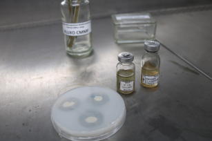 Imagem de Recomendações de boas práticas para uso do inoculante BiomaPhos® em milho e soja