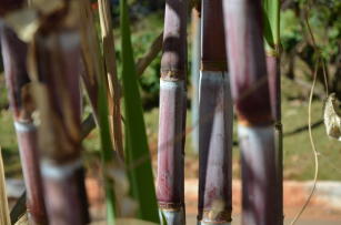 Imagem de Caracterização do microbioma da cana-de-açúcar visando a avanços em práticas agrícolas que focam na fixação biológica de nitrogênio
