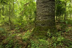 Imagem de Projeto Biomas: contribuições para a proteção e uso sustentável das paisagens brasileiras