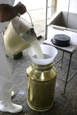 Imagem de Controle leiteiro reduzido para propriedades leiteiras de economia familiar