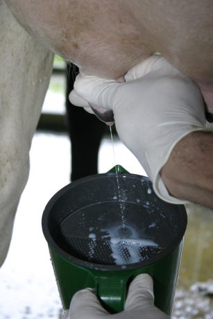 Imagem de Programa de certificação em biosseguridade para propriedades leiteiras