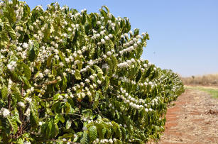 Imagem de Convertido de: Manejo de cafeeiros irrigados recepados para recuperação de potencial produtivo em condição de Cerrado