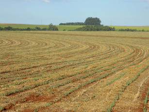 Imagem de Desenvolvimento de tecnologias e ferramentas avançadas para o aperfeiçoamento de sistemas de produção de milho e sorgo em safrinha