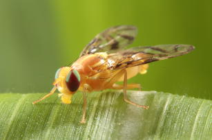 Imagem de Indicação de iscas tóxicas para controle da mosca-das-frutas sul-americana (Anastrepha fraterculus) e da mosca do mediterrâneo (Ceratitis capitata)