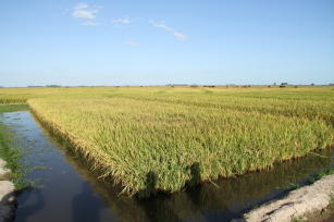 Imagem de Fenotipagem e genotipagem de recursos genéticos para tolerância a temperaturas infraótima no desenvolvimento do arroz irrigado