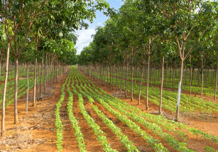 Imagem de Transferência de tecnologia para consolidação de uma agricultura com baixa emissão de carbono no Tocantins.
