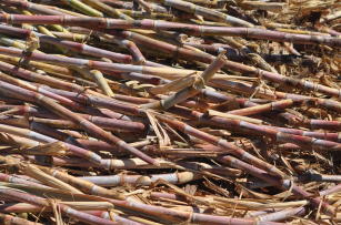 Imagem de Zoneamento Agroecológico para culturas anuais e perenes e para a cana-de-açúcar no Mato Grosso do Sul  
