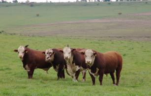 Imagem de Seleção genômica para resistência ao carrapato bovino - Rhipicephalus (Boophilus) microplus - nas raças Hereford e Braford