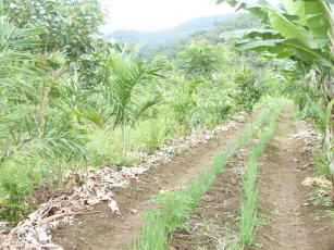 Imagem de Projeto Agroflorestas - Sistema Agroflorestal Multiestrata Sucessional na Floresta Atlântica Densa do Estado do Paraná