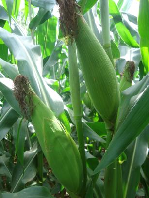 Imagem de Sistema de produção de milho verde irrigado em sucessão ao cultivo de arroz para a Região da Baixada Maranhense