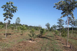 Imagem de Restauração florestal de áreas degradadas como sistemas de produção em Reserva Legal na região de transição Amazônia/Cerrado e no Cerrado