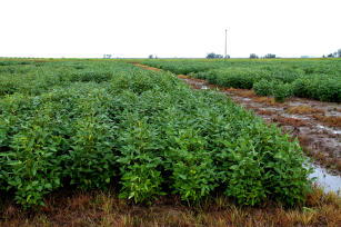 Imagem de Viabilização da cultura da soja no agroecossistema de terras baixas do RS