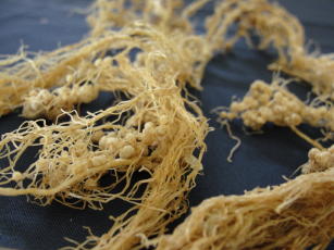 Imagem de Seleção de bactérias fixadoras de nitrogênio para produção de mudas de pau-rainha em Roraima