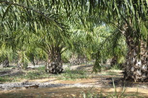 Imagem de Convertido de: Desenvolvimento de indicadores técnicos e econômicos para subsidiar o cultivo de palma de óleo irrigada em áreas de clima tropical de savana
