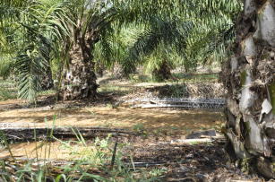 Imagem de Desenvolvimento de indicadores técnicos e econômicos para subsidiar o cultivo de palma de óleo irrigada em áreas de clima tropical de savana