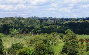 Imagem de Validação de tecnologias com potencial de aplicação em SAF´s, sistemas ILPF e recuperação de pastagens degradadas na região amazônica