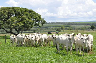 Imagem de Impactos da bovinocultura de corte sobre a biodiversidade nos biomas da Amazônia, Cerrado e Pantanal