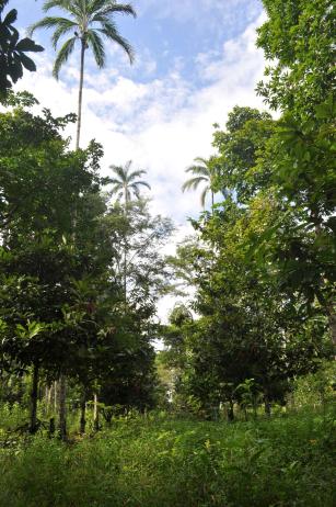 Imagem de Consórcio agroflorestal para produção de cupuaçu, castanha-da-amazônia e sementes de pupunha