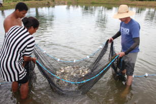 Imagem de Fortalecimento da piscicultura como alternativa de renda e diversificação da agricultura familiar no estado de Tocantins
