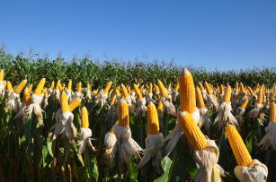 Imagem de Consórcio Certo MATOPIBA: recomendações da adubação nitrogenada para o consórcio milho–capim