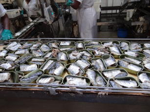 Imagem de A matrinxã ( Brycon cephalus) como alternativa à sardinha verdadeira ( Sardinella brasiliensis) para enlatamento pela indústria de pescados