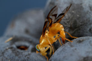 Imagem de Captura massal da mosca-das-frutas sul-americana Anastrepha fraterculus (Diptera: Tephritidae) como estratégia para a supressão populacional em cultivo protegido de uva de mesa