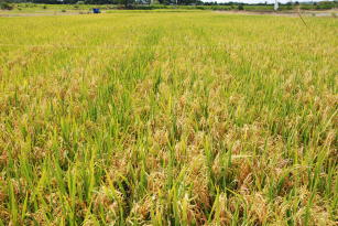 Imagem de Avanços tecnológicos para produção de sementes de arroz híbrido.