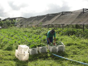 Imagem de Levantamento e cultivo orgânico de espécies medicinais, para a agricultura familiar, na Baixada Maranhense.