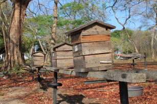Imagem de Boas práticas para instalação e manejo de colônias de abelhas sem ferrão (ASF)
