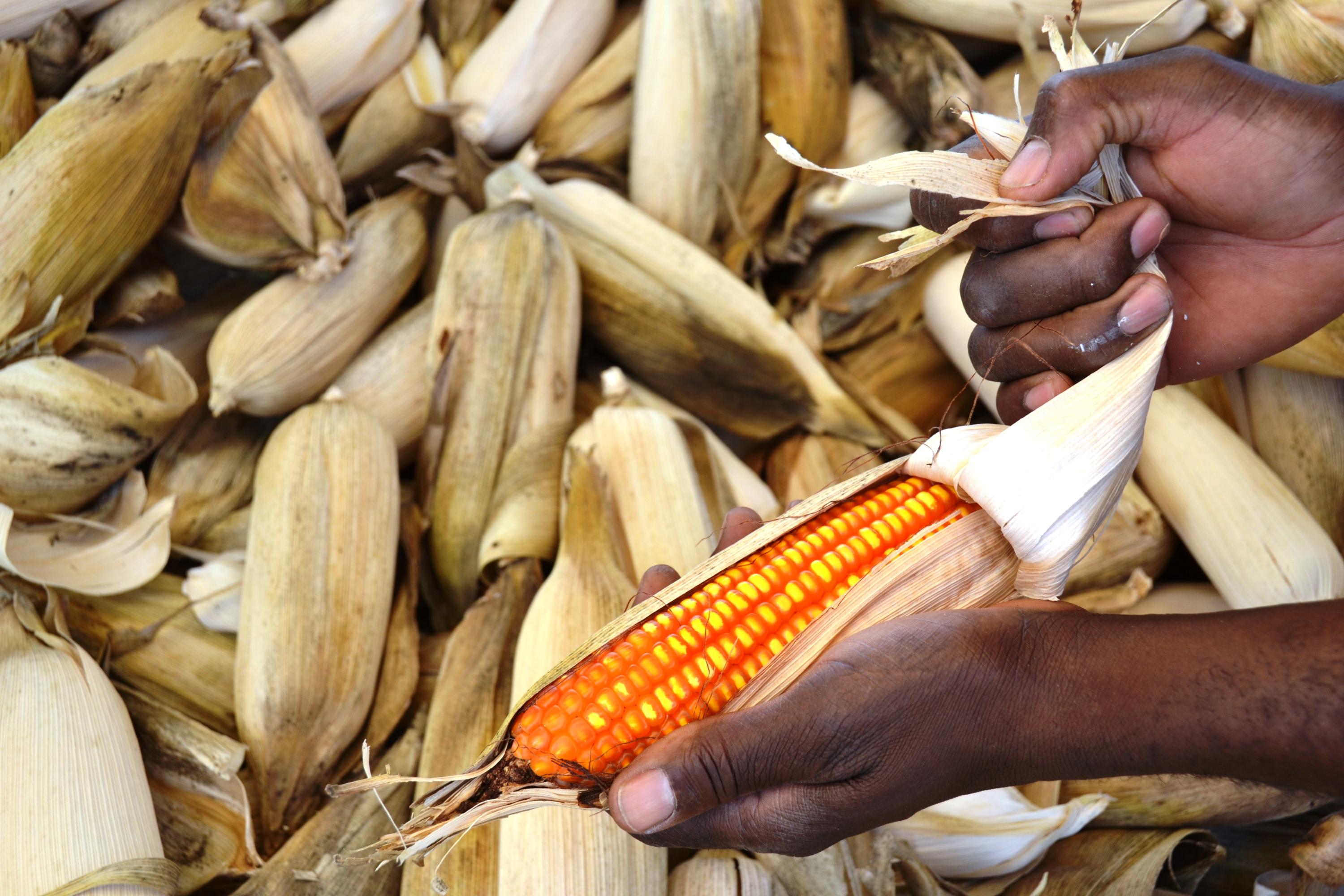 Povos de matriz africana buscam informações sobre 15 alimentos considerados de alto valor nutritivo, como o milho.