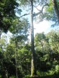 Castanheira: a gigante da floresta