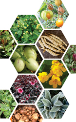 PANC: Plantas Alimentícias Não Convencionais