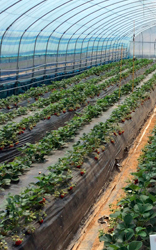 Cooperação prevê avanços tecnológicos no cultivo protegido de hortaliças