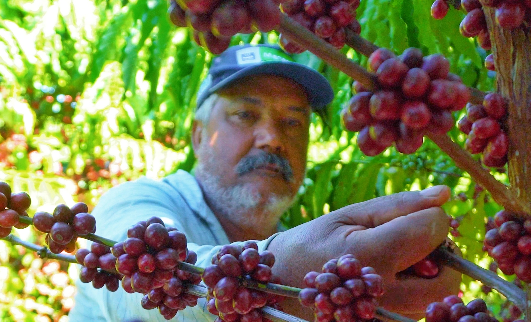 Pesquisa desenvolve primeiros cafés híbridos para a Amazônia - Portal  Embrapa