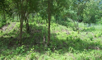 Sistemas agroflorestais para pequenas propriedades do semiárido brasileiro