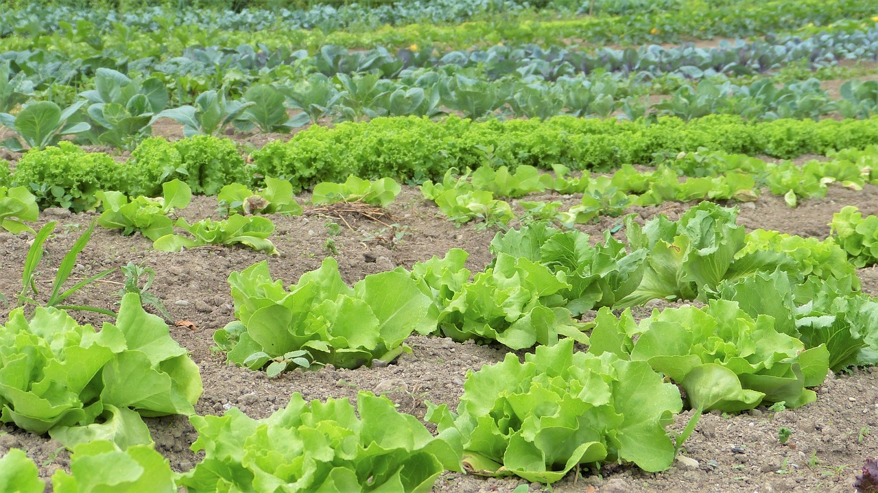 Cultivo Orgânico e Agroecológico