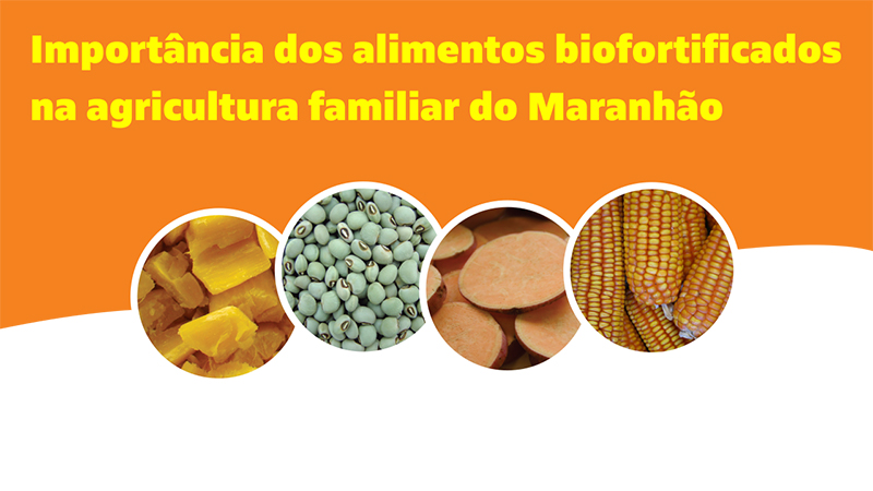 Importância dos alimentos biofortificados na agricultura familiar do Maranhão