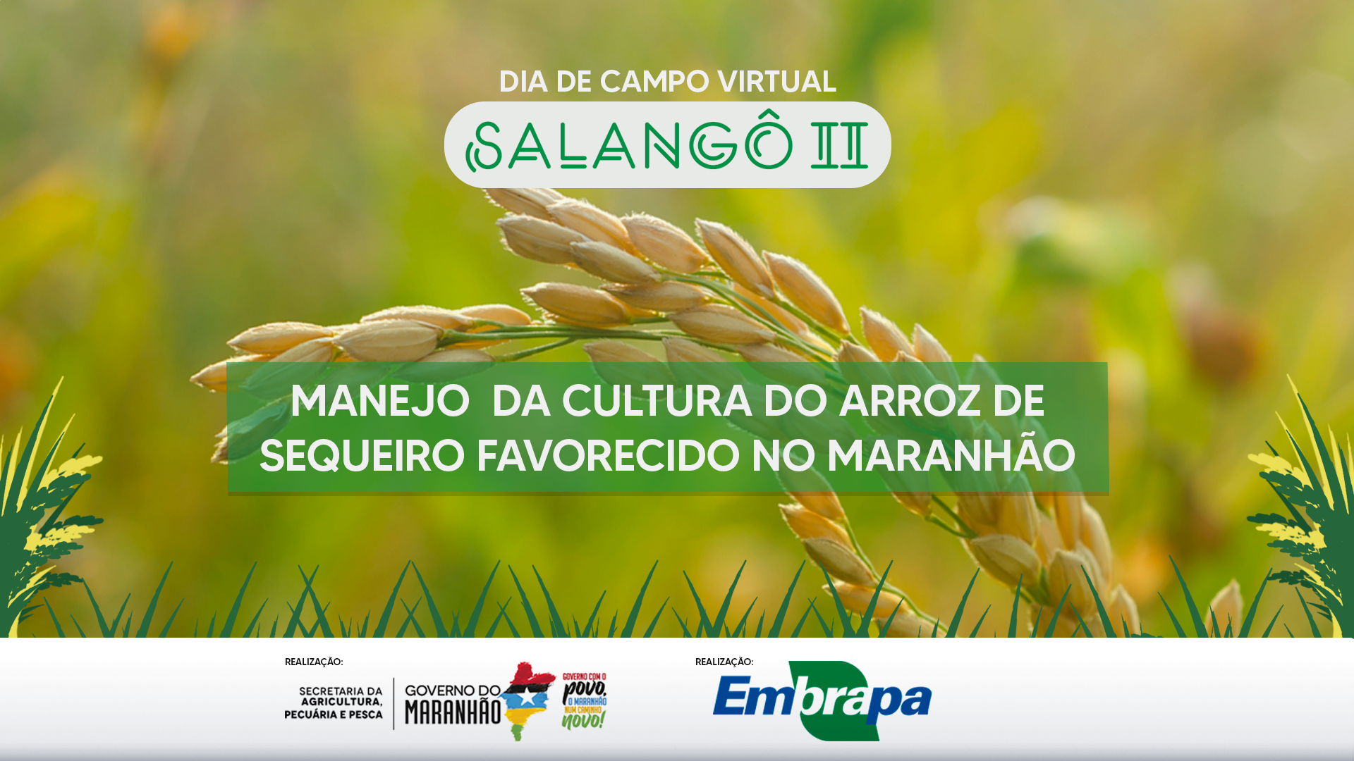 Dia de Campo Virtual: Projeto Salangô II - Manejo da Cultura do Arroz de Sequeiro Favorecido no Maranhão